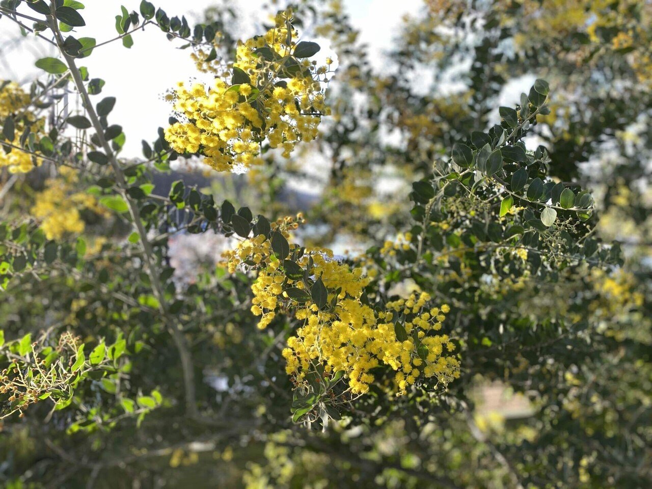 春が来るぞ オーストラリアの野放しカオル Note