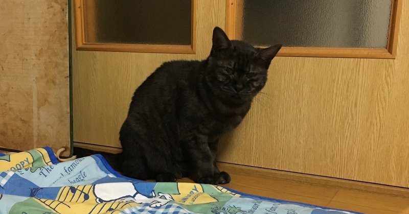 僕の家の猫 男性ブランコ平井まさあき Note