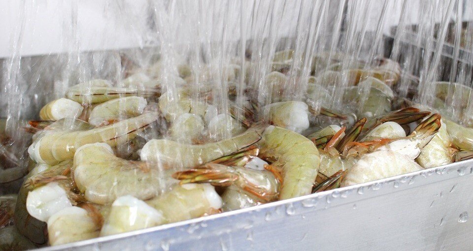 新しい取り組み｜武藤北斗／海老フライ武藤・パプアニューギニア海産｜note