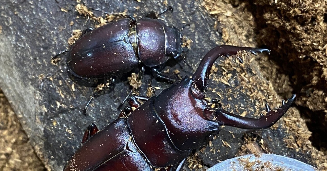 かぶと虫　クワガタ　名古屋帯　塩瀬　黒　訳あり　#41 かぶと虫 クワガタ 名古屋帯 塩瀬 黒 訳あり #41