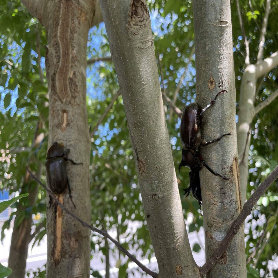 驚きの訪問者 銀木犀 柏 Note