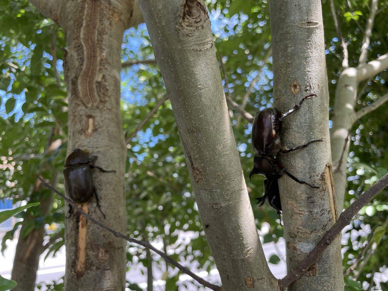 驚きの訪問者 銀木犀 柏 Note 驚きの訪問者 銀木犀 柏 Note