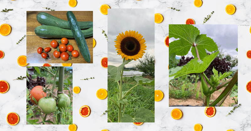 【家庭菜園】ズッキーニ、ミニトマト、きゅうり、大玉トマト、オクラ