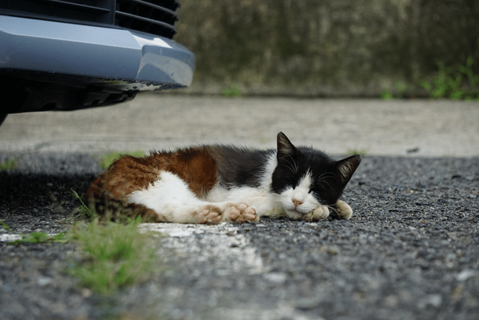 猫ことわざ の新着タグ記事一覧 Note つくる つながる とどける