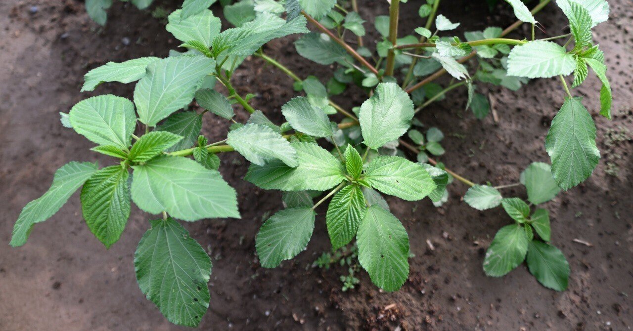 モロヘイヤ これも放任栽培 みたまさおみ Note モロヘイヤ これも放任栽培 みたまさおみ Note