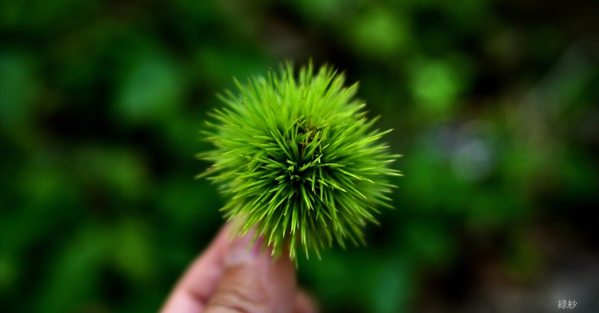 栗のイガと心情としてのイガイガ 片山 緑紗 かたやま つかさ Note 栗のイガと心情としてのイガイガ 片山 緑紗 かたやま つかさ Note