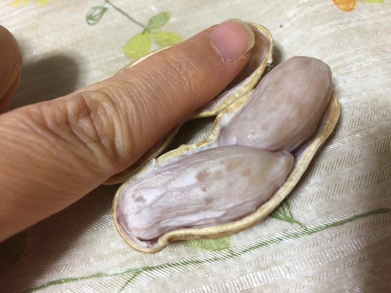 炒るだけじゃない 茹で落花生がうまいんだ おがたきりこ Note 炒るだけじゃない 茹で落花生がうまいんだ おがたきりこ Note
