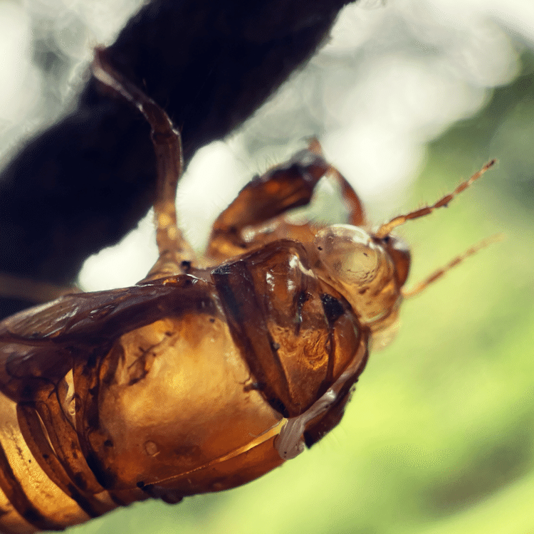 #そのへんの3cm vol.1314 iPhoneでマクロ千回達成 #アブラゼミ 夏なので夏の象徴を連打！#スマホ写真 #マクロ写真 #iPhone12pro #路上観察 #写真好きな人と繋がりたい #道草  #昆虫すごいぜ #cicada #insect 