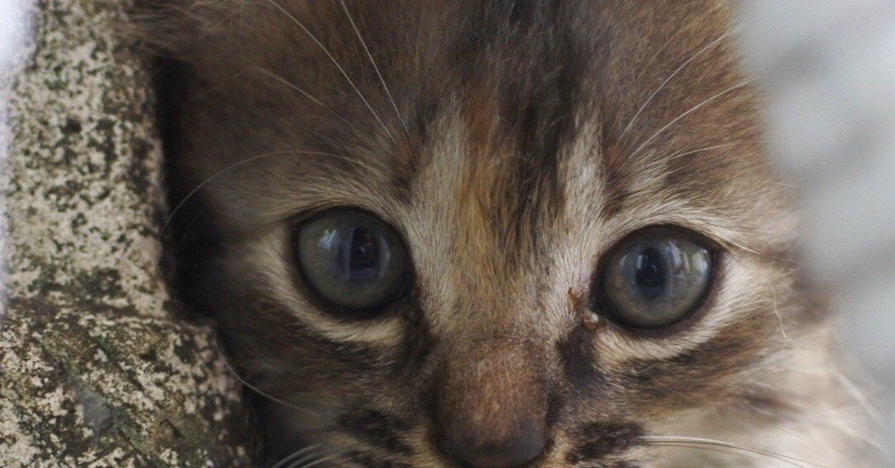 Amazonで本の朗読を聞けるaudibleを使って英語のリスニングを強化する方法 May Roma めいろま Note