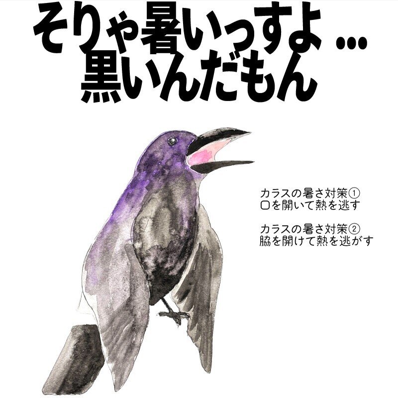 そりゃ暑いっすよ黒いんだもん カラス 自然ガイドのネタ帳 くますけ Note