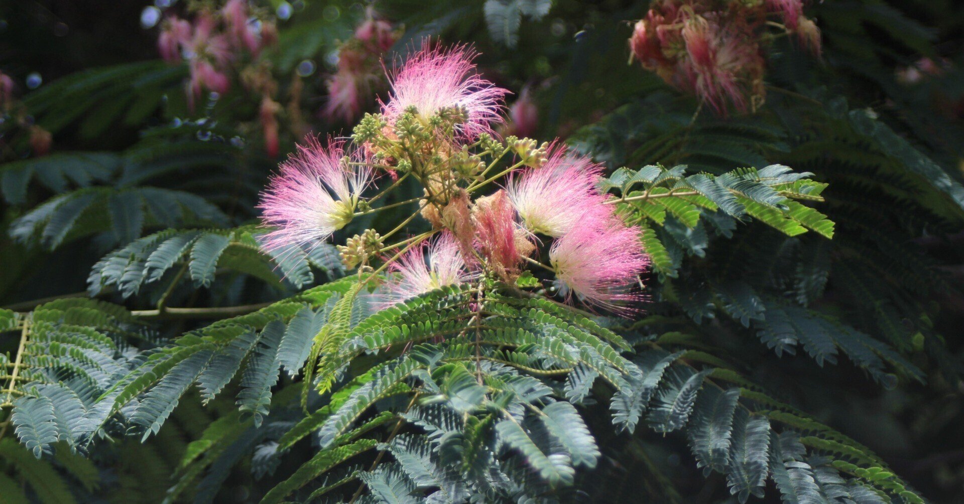 ネムノキ、変化に富む杢目、黒茶色が美しい！難点が少ない耳付加工板2枚組 ネムノキ｜あおはくたき