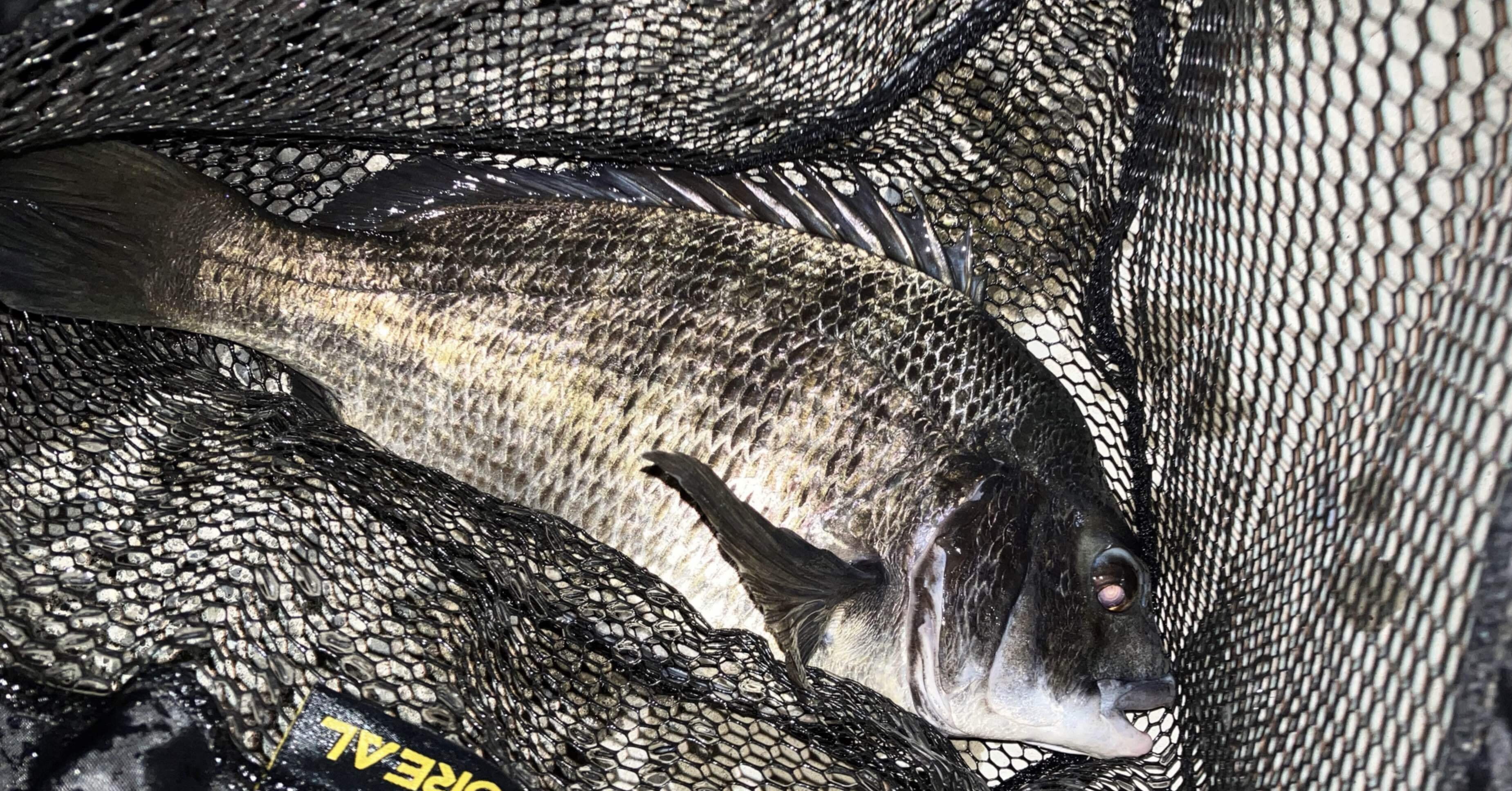 神奈川チニングの釣り場一覧 キチヌ キビレ とクロダイを釣ろう 1oz Note