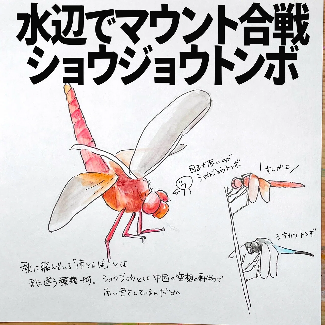 水辺のマウント合戦ショウジョウトンボ｜くますけ｜自然ガイド