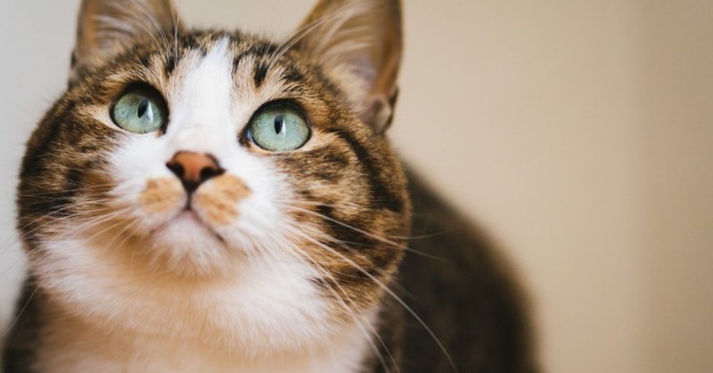 保護猫という選択肢をライトに考える じゃすもんの優しい世界のつくり方 Note