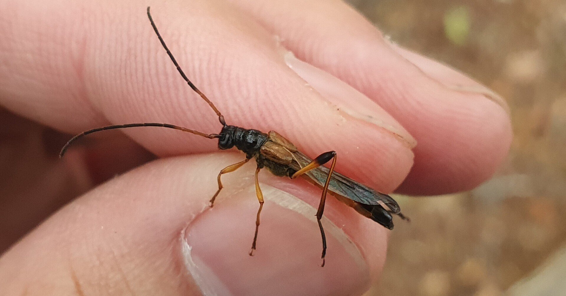 オニホソコバネカミキリ オス オニホソコバネカミキリ | 兵庫県産 オオ
