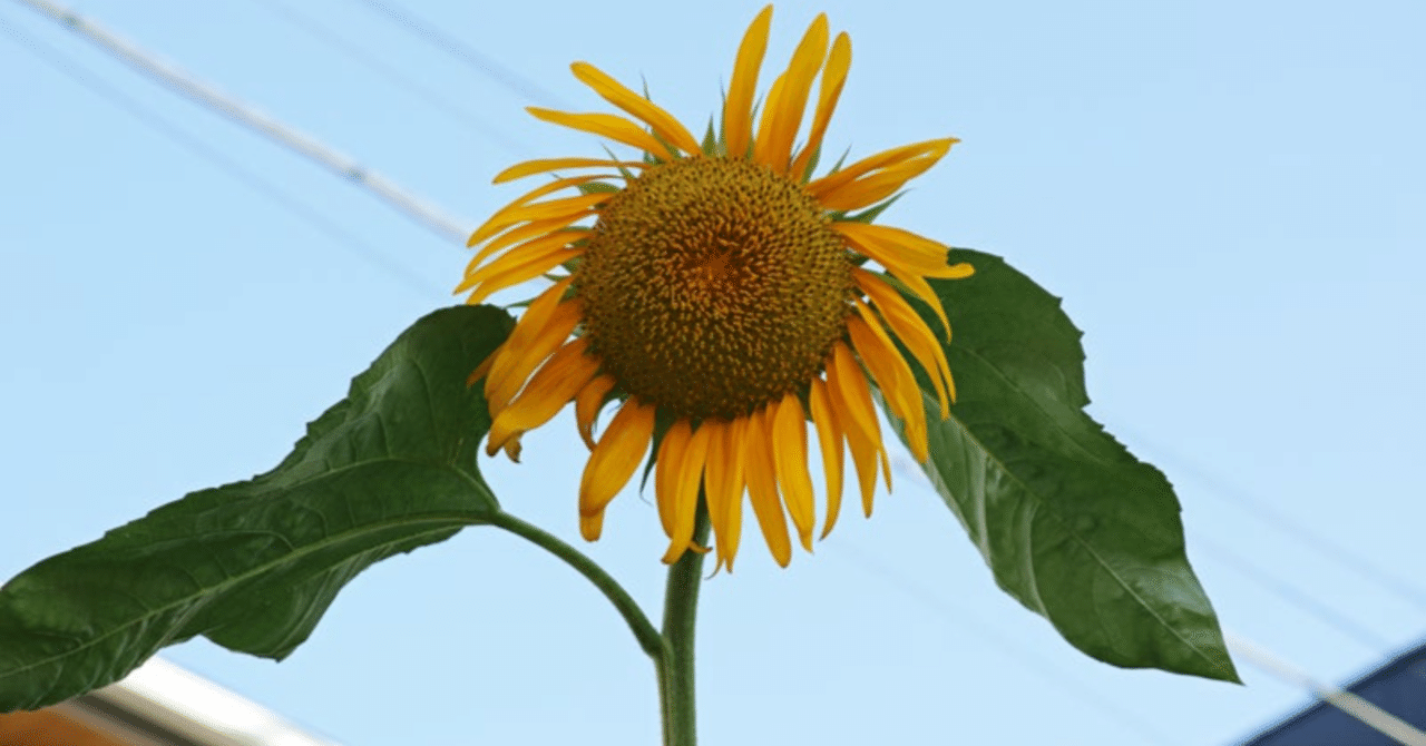 向井康二くんの 一重 フリップとその炎上を見ていて思ったこと 褒める犬 Note 向井康二くんの 一重 フリップとその炎上を見ていて思ったこと 褒める犬 Note