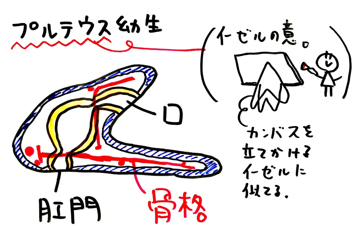 【高校生物】発生①「ウニの発生はどのように進行するのか?」|矢口はっぴー