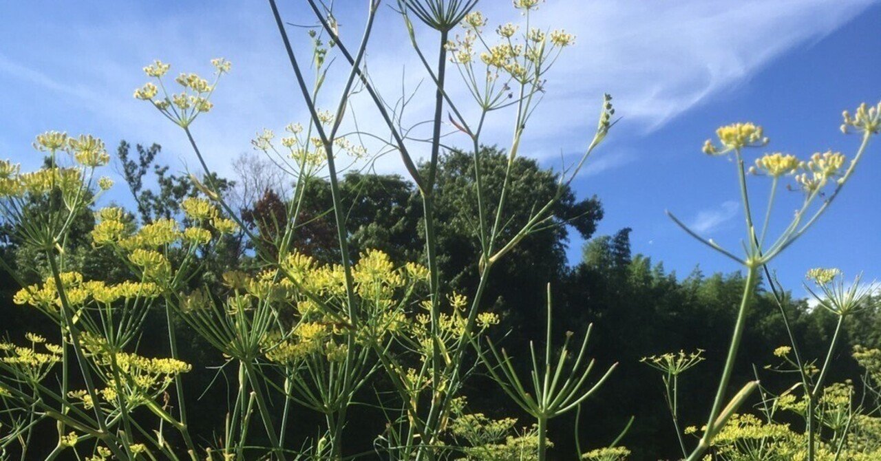 フェンネルの花を使って ハーブおじさん Note フェンネルの花を使って ハーブおじさん Note