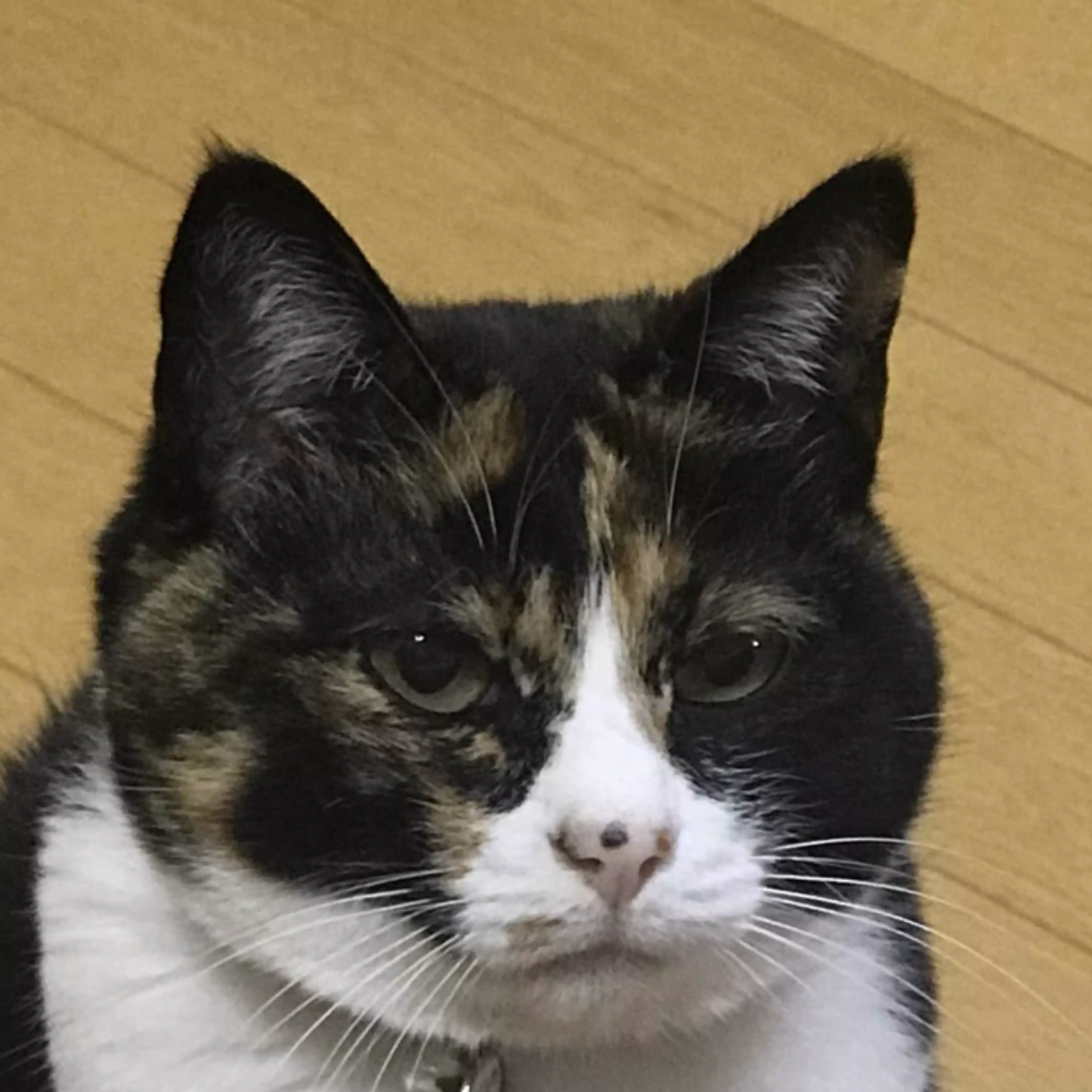 よっちQAJF⭐️⭐️⭐️