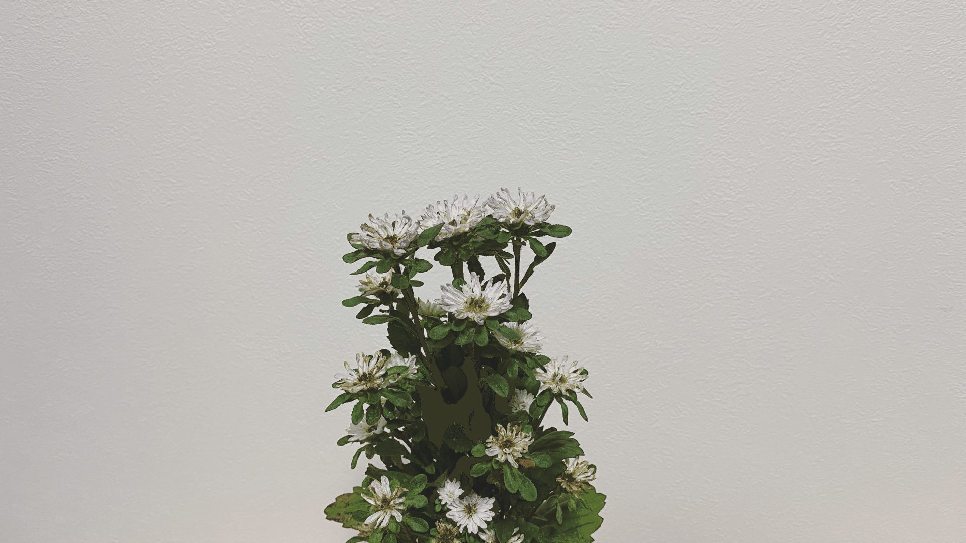 蝦夷菊 の新着タグ記事一覧 Note つくる つながる とどける