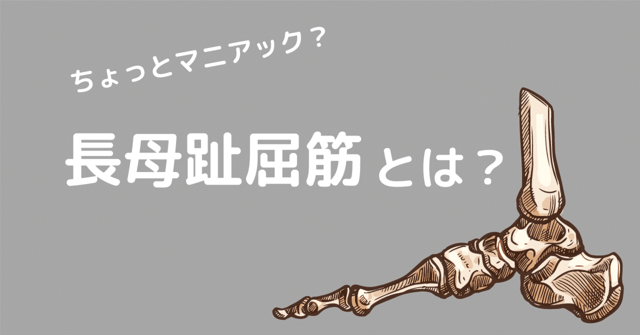 足背屈制限因子の1つ〜長母趾屈筋とは?〜|まっつん@理学療法 足背屈制限因子の1つ〜長母趾屈筋とは?〜|まっつん@理学療法