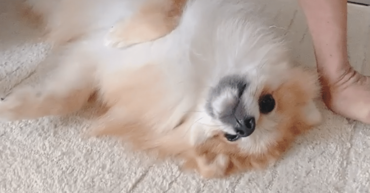 月刊 アフタヌーン 14月号 非売品 定期購読 アフタヌーン | コミック