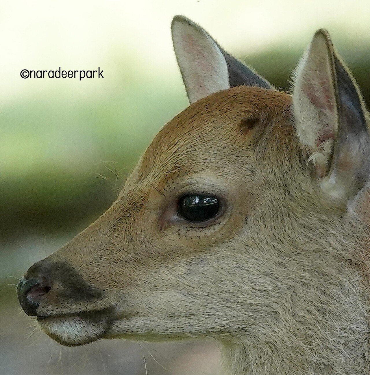 可愛い 奈良公園の鹿 Note 可愛い 奈良公園の鹿 Note