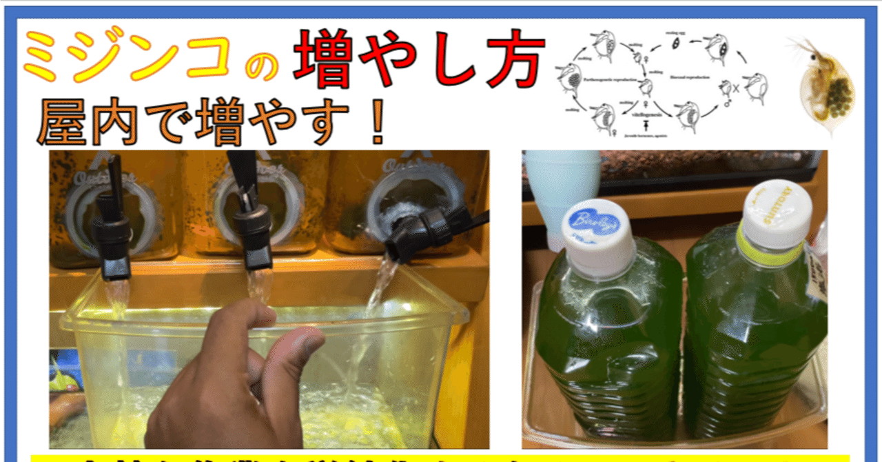 ミジンコの屋内飼育方法 単為生殖と有性生殖 Asumi 39 Note