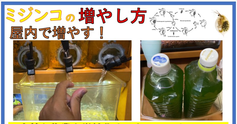 タマミジンコ の新着タグ記事一覧 Note つくる つながる とどける タマミジンコ の新着タグ記事一覧 Note つくる つながる とどける