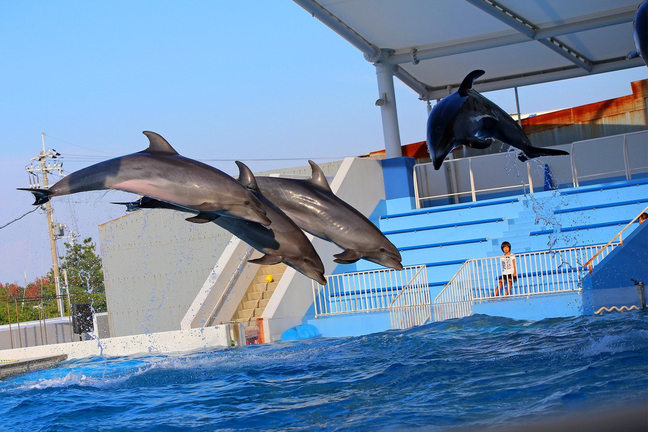 みさき公園イルカショーにて｜silentpeople