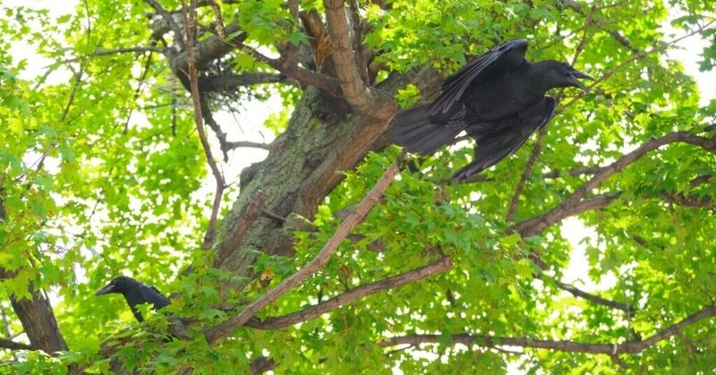 地面に下りちゃったカラスの雛を現状復帰させる_Vol.3_2022/8/25追記