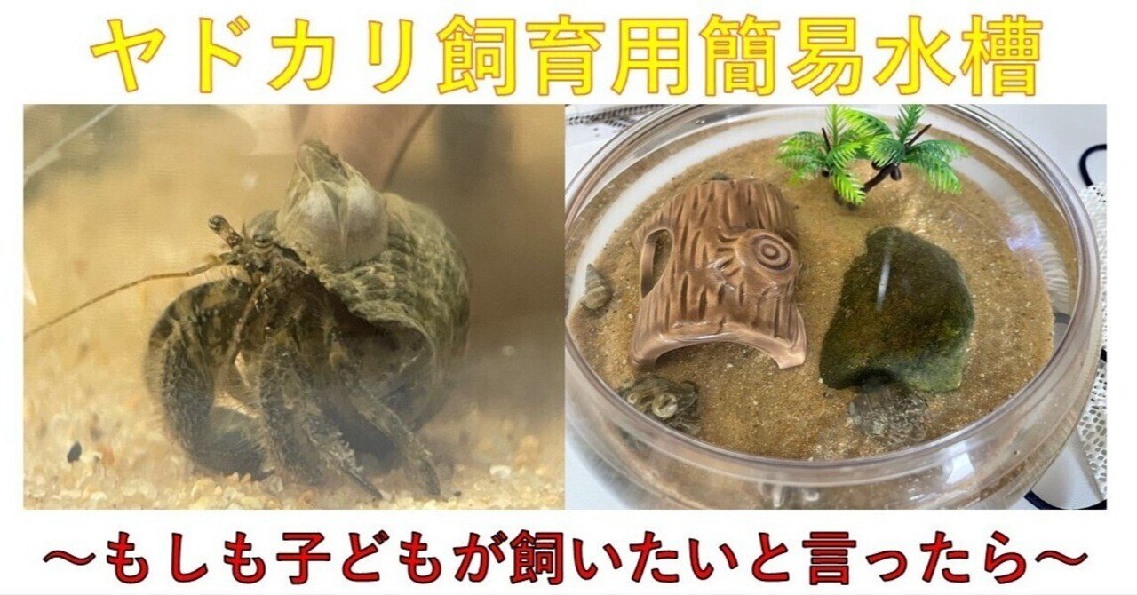 夏の自由研究 潮干狩りで捕まえたヤドカリ を飼育してみた Asumi 39 Note 夏の自由研究 潮干狩りで捕まえたヤドカリ を飼育してみた Asumi 39 Note