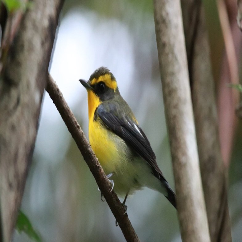 屋久島の鳥たち 7月｜YAKUSHIMA ZINE