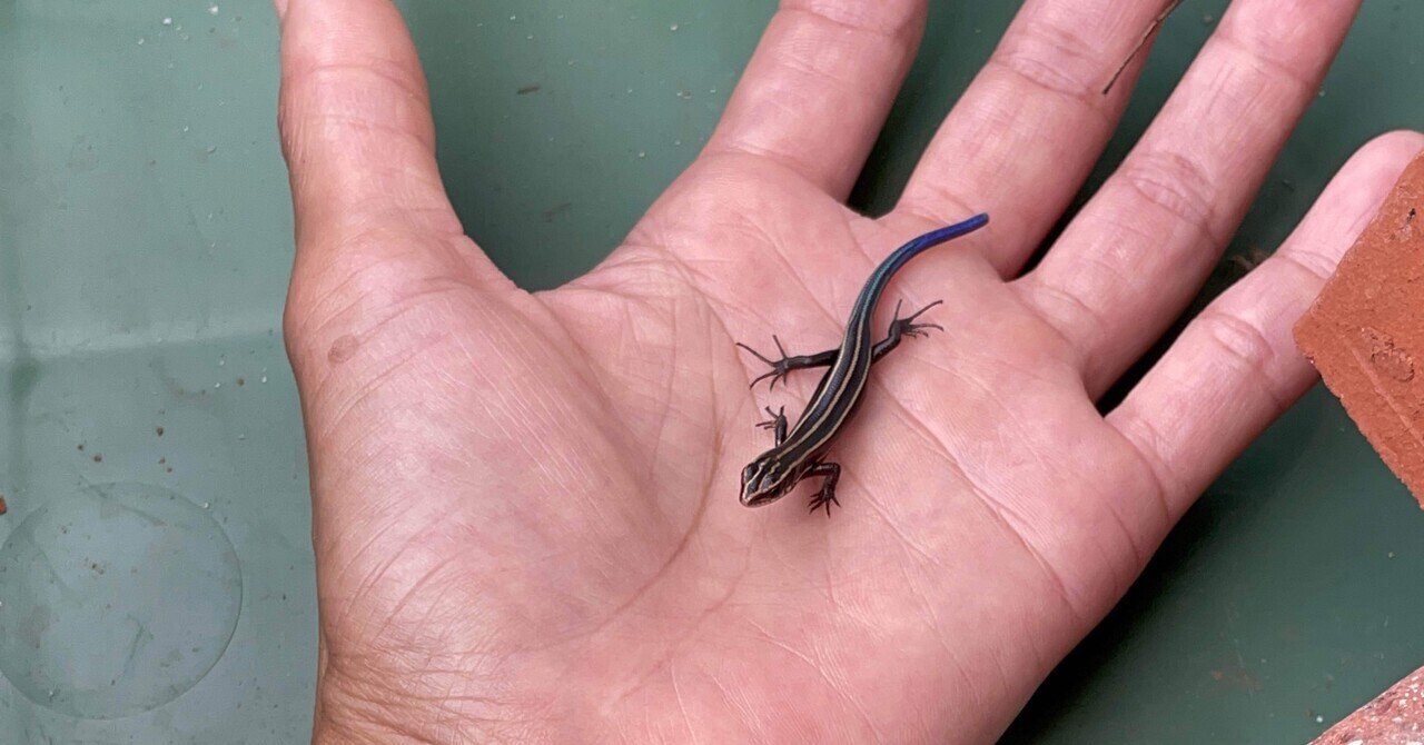 ニジイロトカゲ の新着タグ記事一覧 Note つくる つながる とどける ニジイロトカゲ の新着タグ記事一覧 Note つくる つながる とどける