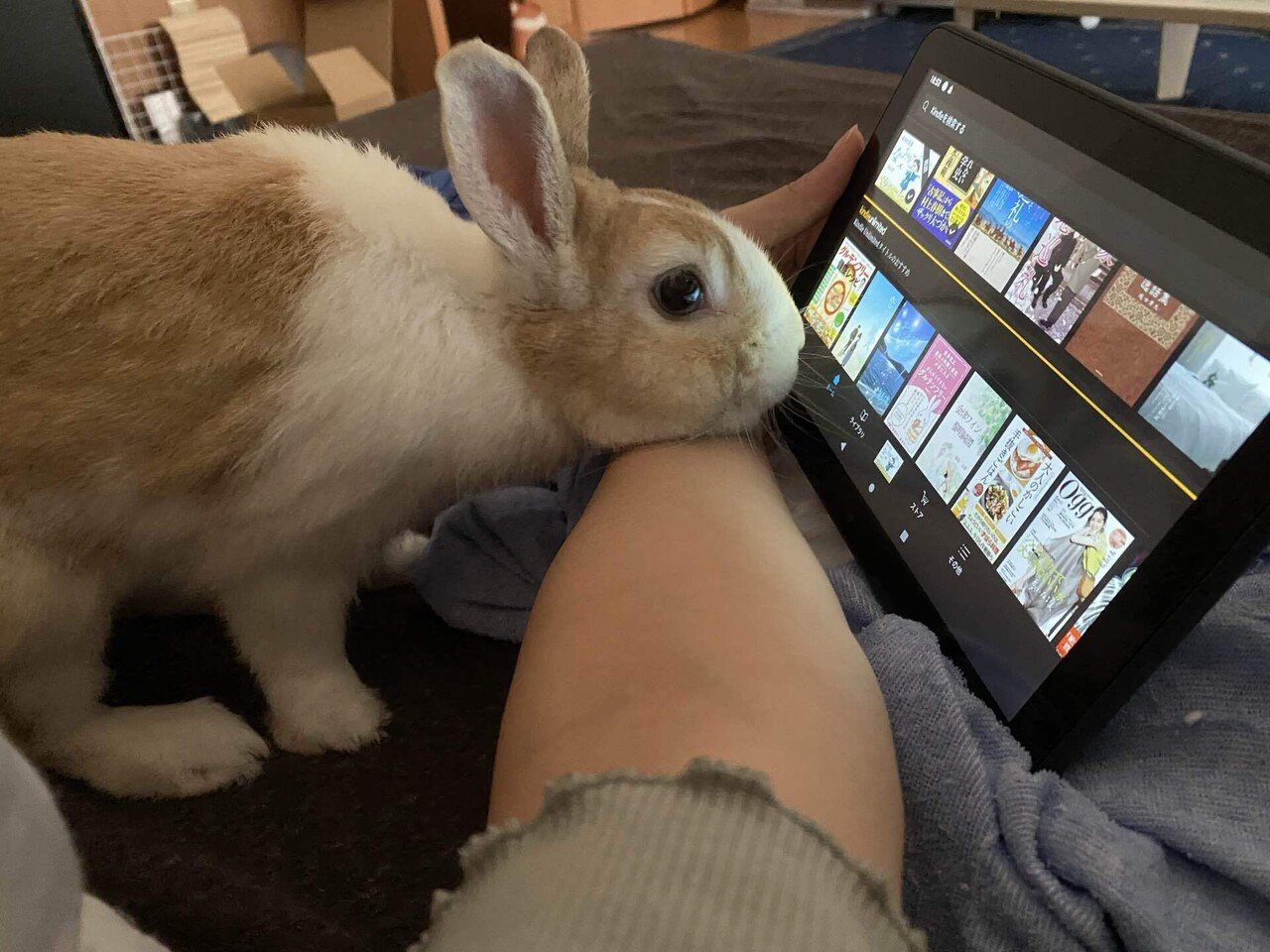 これは読書を嗜む天才うさぎさん ウサギ向ケぐらびあトカ無ェノカァ Kindle Unlimitedモ マダマダ ダナ うさぎ 可愛い お久しぶりですかね ウサギ向けタブレット求む あーーの Note