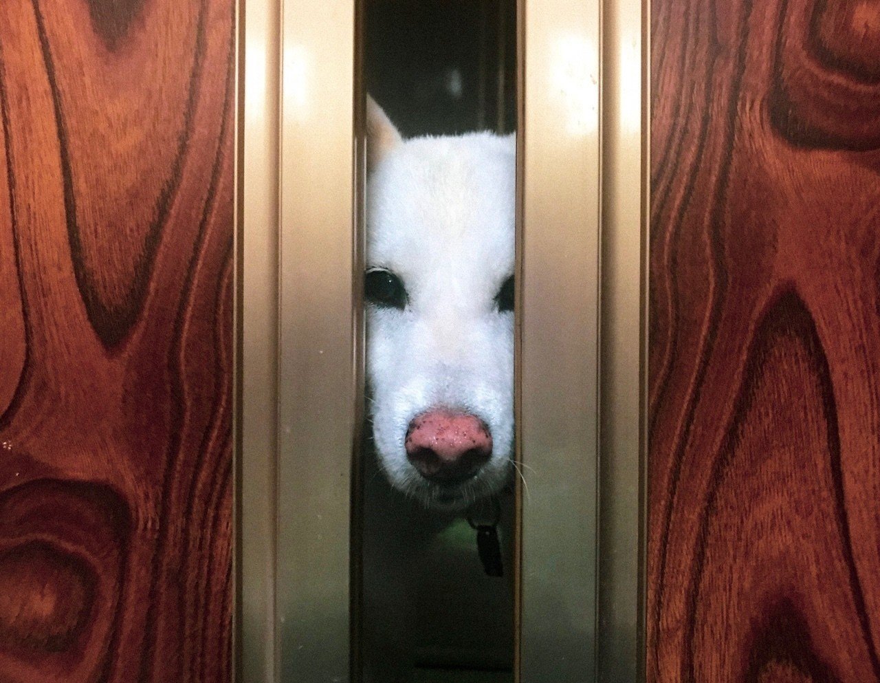 出番 犬の日 Koukichi T Sns速報 ストックフォトグラファー Note