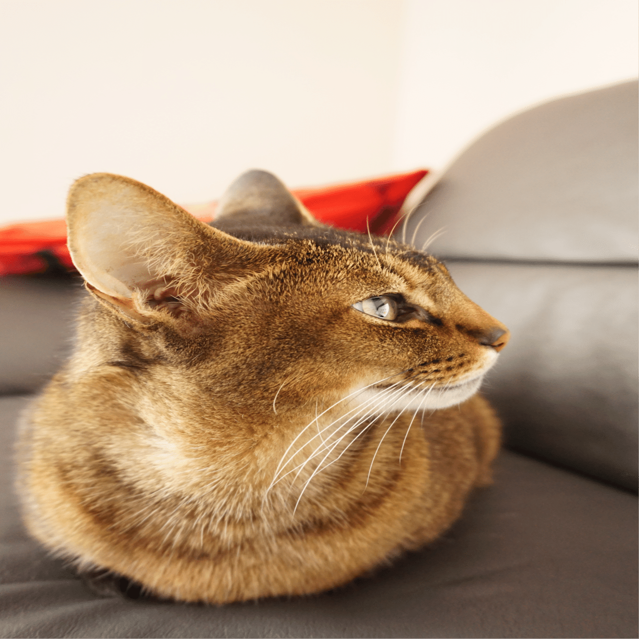 愛猫の香箱座りが見たい みちゅねこ Note