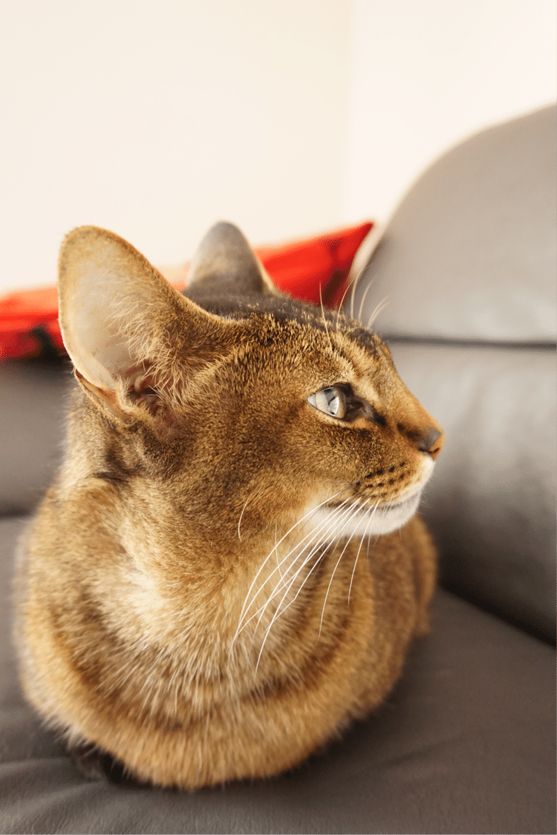 愛猫の香箱座りが見たい みちゅねこ Note