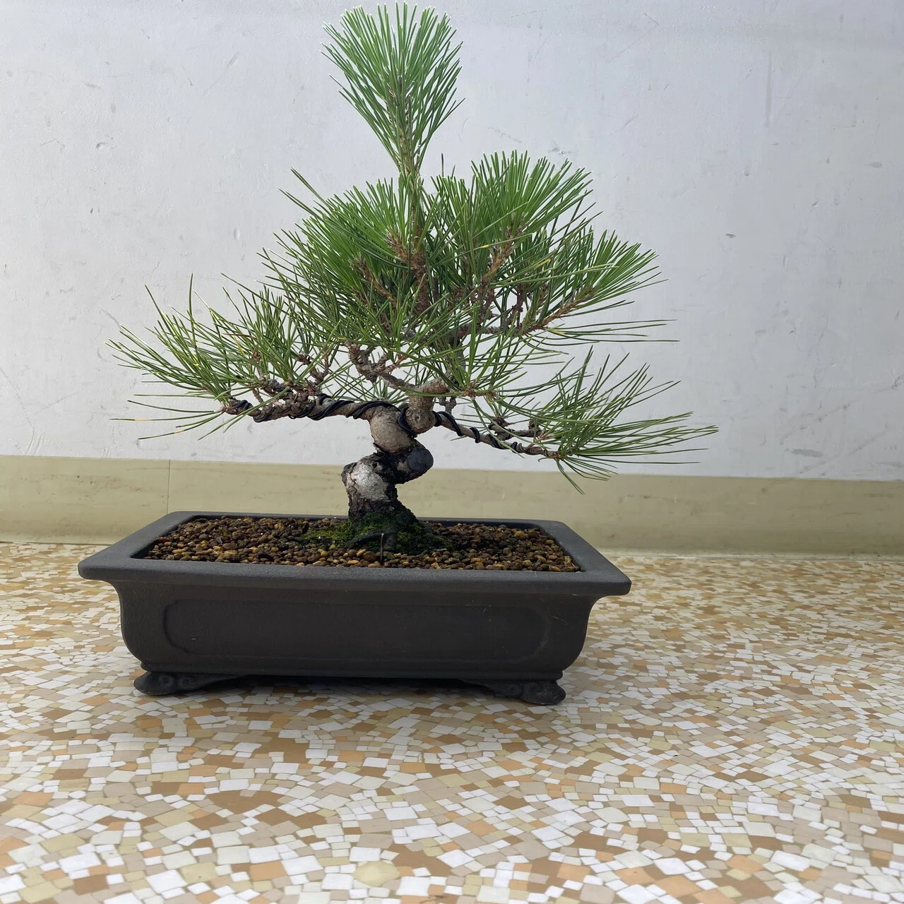 盆栽＃23 盆栽教室へ｜natural margins-盆佳庵-