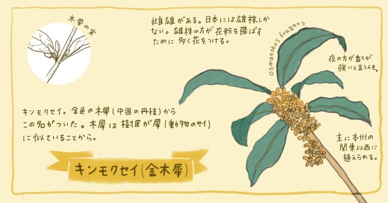 キンモクセイ 金木犀 の発見と謎 Satoko Note