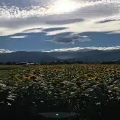 しんまる