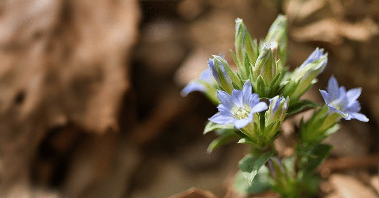 お盆に贈る花ー我が家の リンドウ といえば Haco ガーデンプランナー 庭のある暮らし植物のある暮らし Note