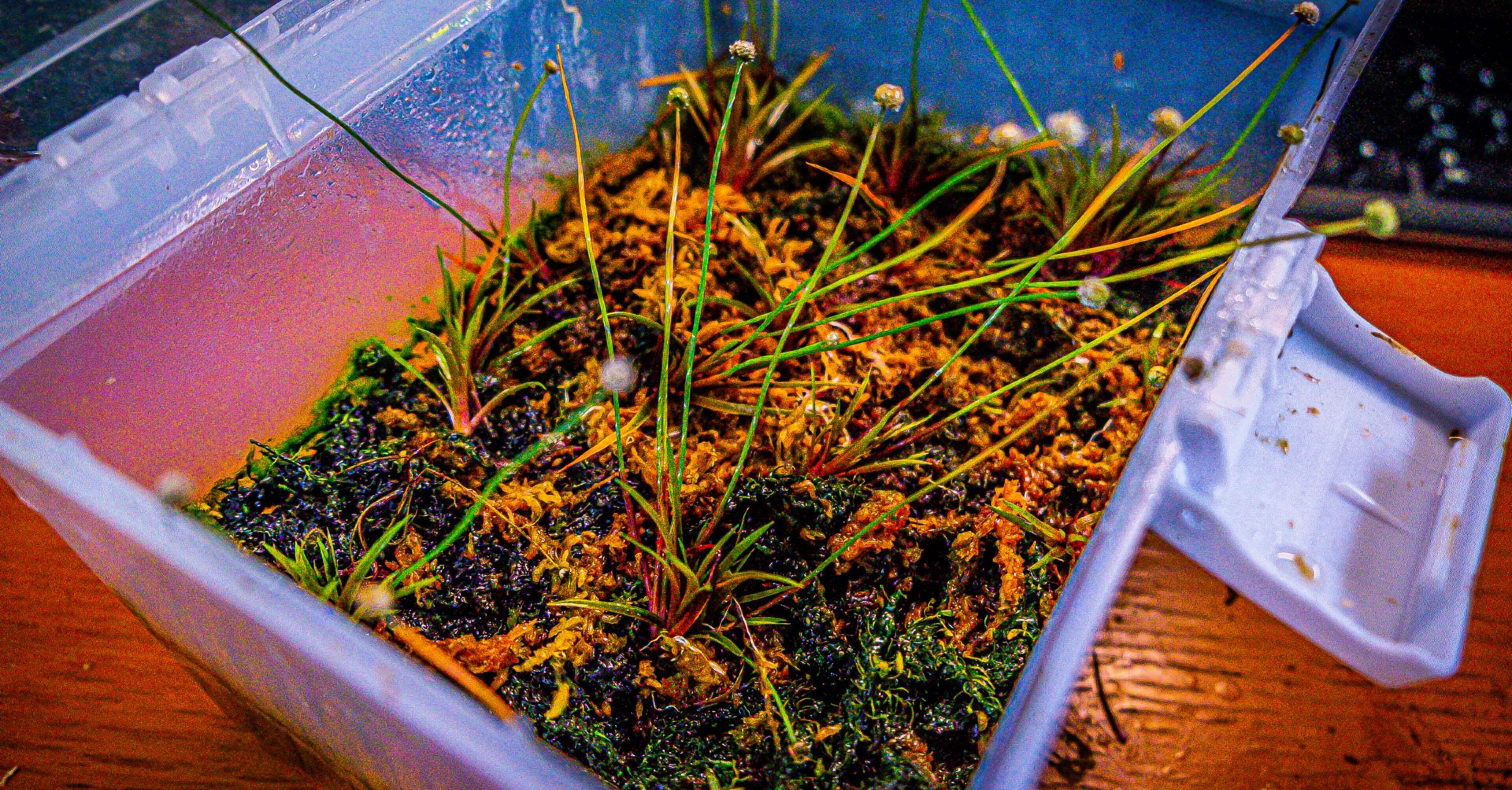 ☆　極珍種！ 美種！ホシクサspペドラスター プランツ　ホシクサ　水上育成株 02c5d30a8b5040cfb92df1f890ab78