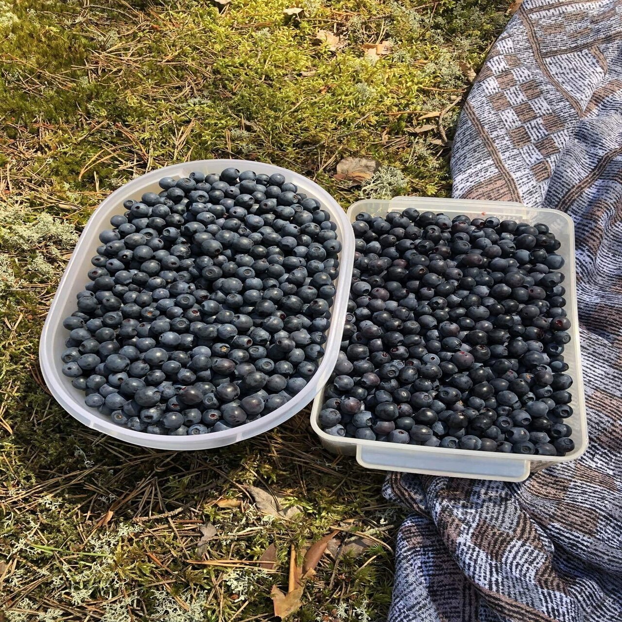 フィンランド生活340日目 森でベリーを摘んできたよ Mitsuki Note