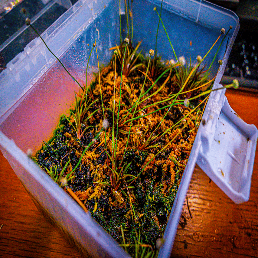 ☆　極珍種！ 美種！ホシクサspペドラスター プランツ　ホシクサ　水上育成株 ホシクサ類を短期間で大量に増殖する方法とは？｜bonobono_armor