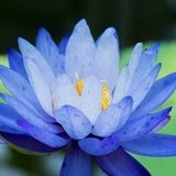 lotus bleu