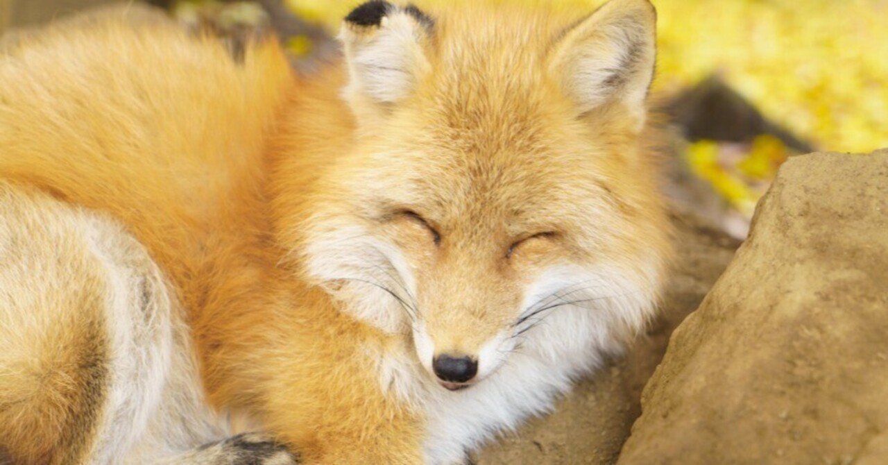 本日のgoldについて キツネの目 Note 本日のgoldについて キツネの目 Note