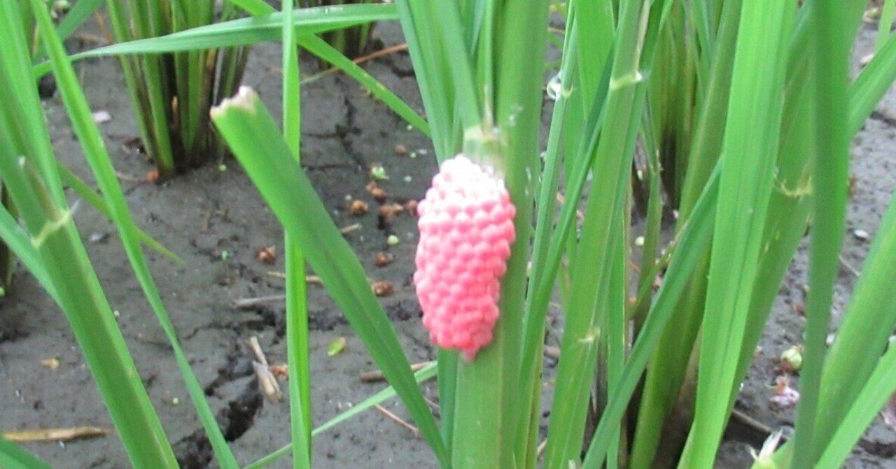 8 1 月 晴 特栽米 第5回ジャンボタニシ卵の一斉退治 特別栽培米の眞木優 Note 8 1 月 晴 特栽米 第5回ジャンボタニシ卵の一斉退治 特別栽培米の眞木優 Note