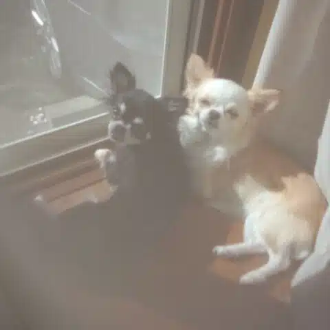 しまづ