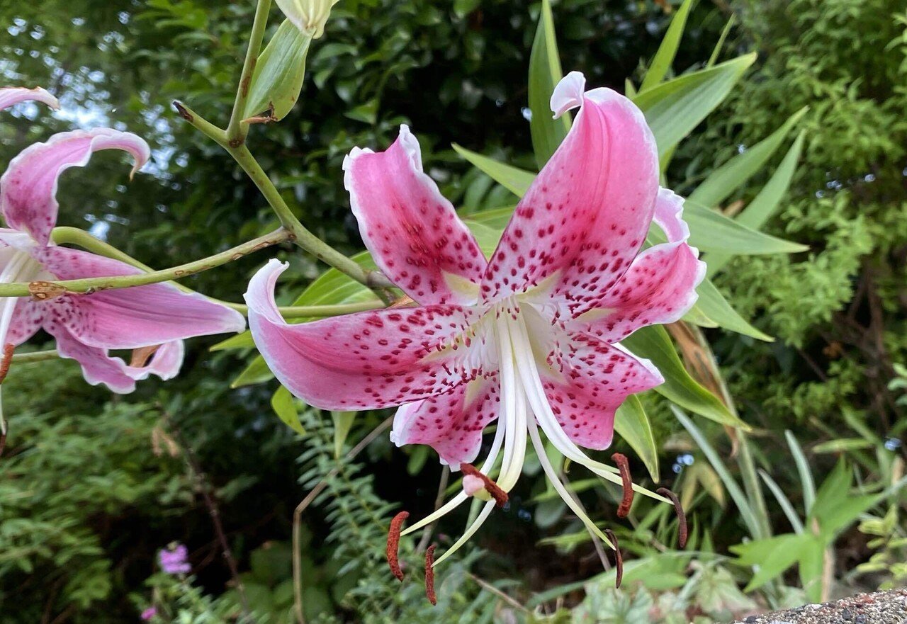 満開の百合の花 之哲 Yuki Satoru Note 満開の百合の花 之哲 Yuki Satoru Note